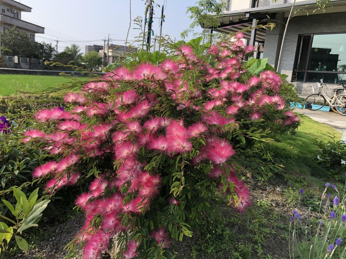 לודונג Early Summer מראה חיצוני תמונה